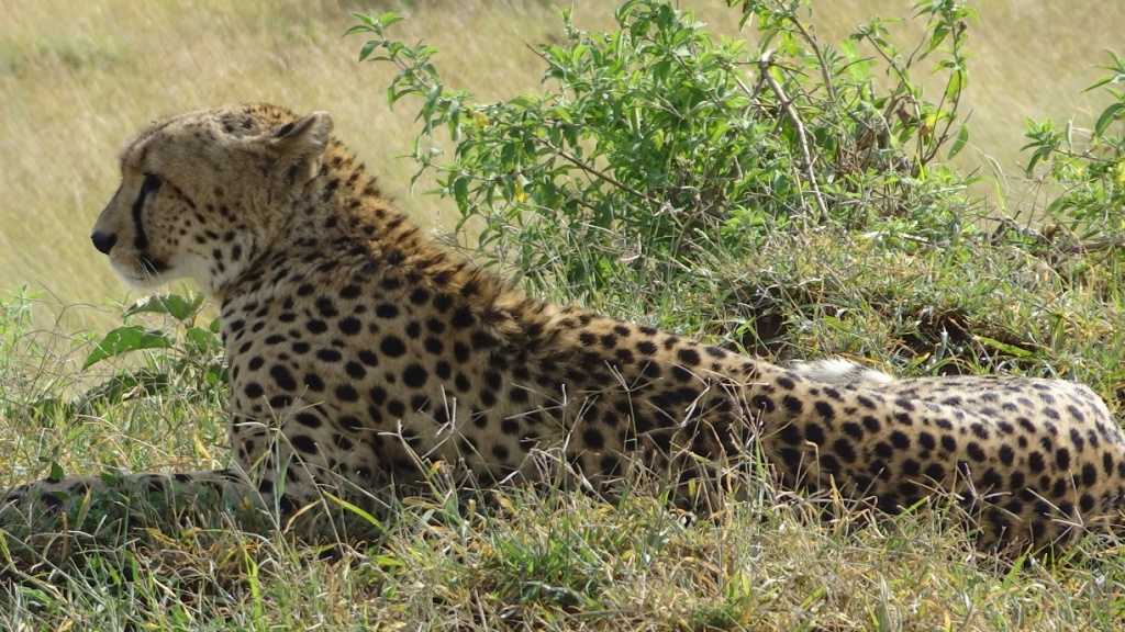 Kenya South Africa and Victoria Falls – Safari package by Adler Tours